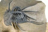 Huge, Spiny Dicranurus Trilobite With Reedops - Lghaft, Morocco #381467-4